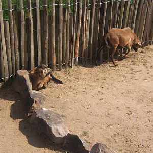 Cameroon Sheep