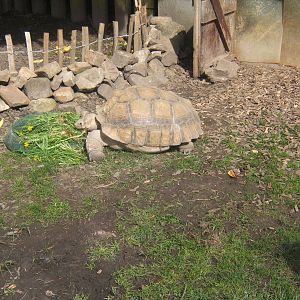 Sulcatta Tortoise