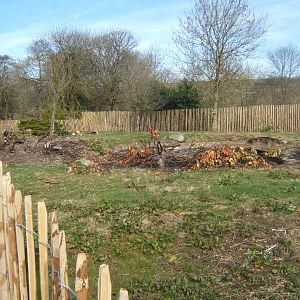Old Andean Goose enclosure being cleared