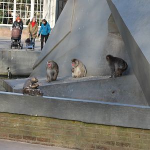 Japanese macaques and humans