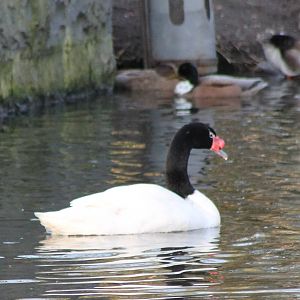 Black-necked swan and Mallards
