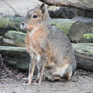 Patagonian cavy