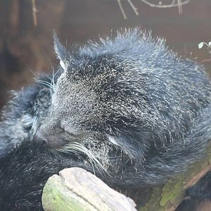 Binturong - sleeping