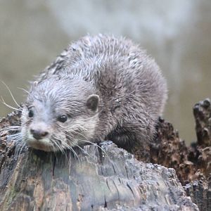 Asian small-clawed otter