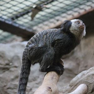 Young Geofroy's marmoset