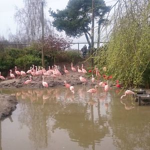 Chilean flamingos and Scarlet ibisses