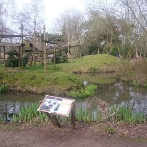 Ring-tailed lemur enclosure