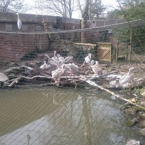 Winter enclosure Pink-backed pelicans