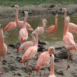 Chilean flamingos