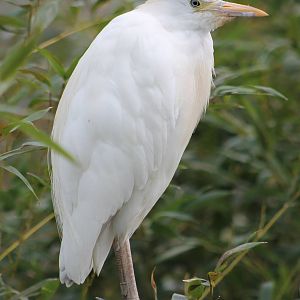 Cattle egret