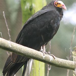 Lesser yellow-headed vulture