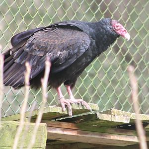 Turkey vulture