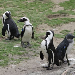 African penguins