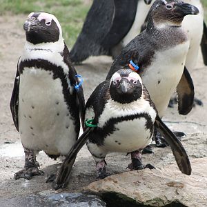 African penguins