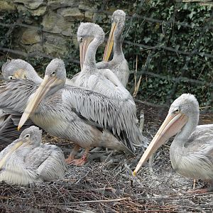 Pink-backed pelicans