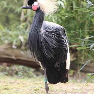 Crowned crane