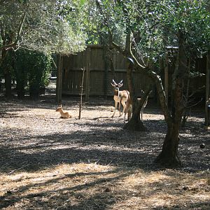 blackbuck enclosure