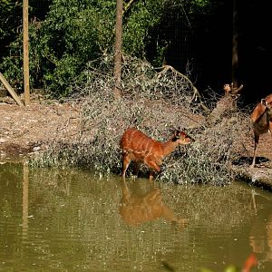 New sitatunga exhibit