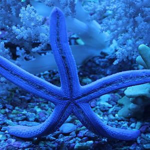 Blue starfish bottom-side