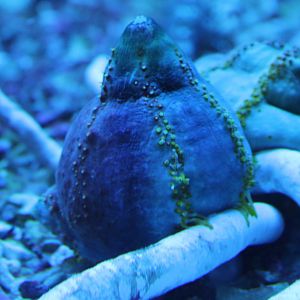 Sea anemone closed ID