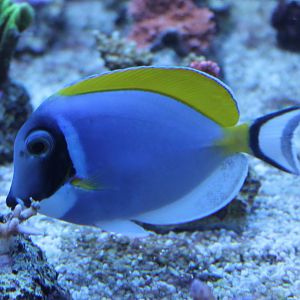 Acanthurus leucosternon