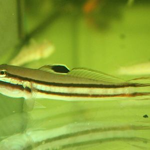 Two-striped goby