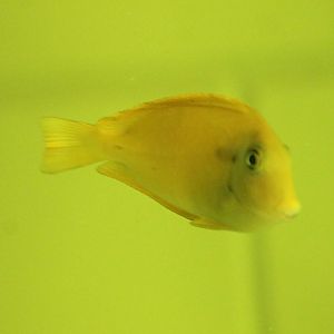 Acanthurus olivaceus