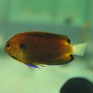Fisher's Pygmy Angelfish (Centropyge fisheri)