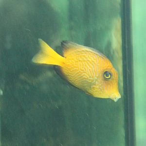Juvenile Chevron Surgeonfish