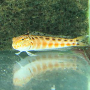 Parapersis schauinslandi