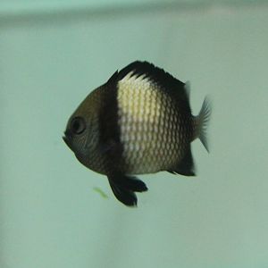 Dascyllus reticulatus