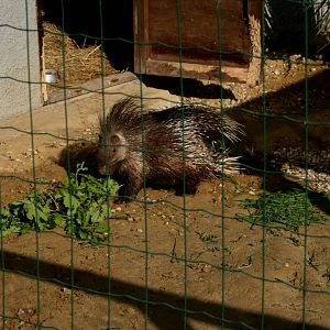 Indian porcupine Hystrix indica