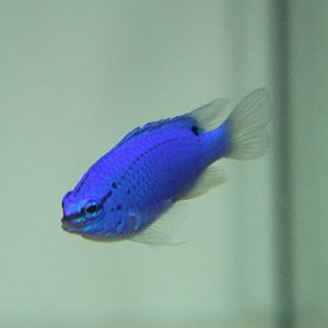 Blue Devil (Chrysiptera cyanea)