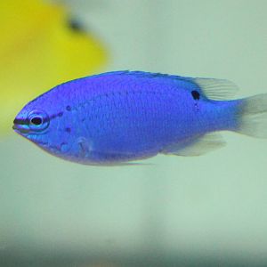 Blue Devil (Chrysiptera cyanea)