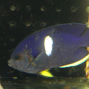 Keyhole angelfish
