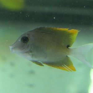 Tomini Surgeonfish (Ctenochaetus tominiensis)