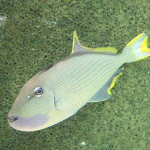 Blue-throated triggerfish