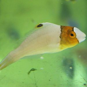 Bicolor parrotfish