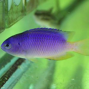 (Pomacentrus coelestis) - Neon Damsel