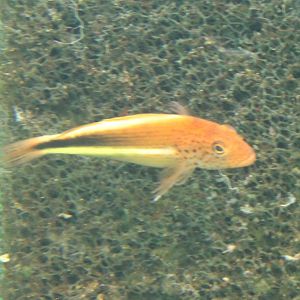Black-sided hawkfish