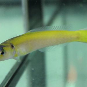 Hoplolatilus luteus - Tile fish