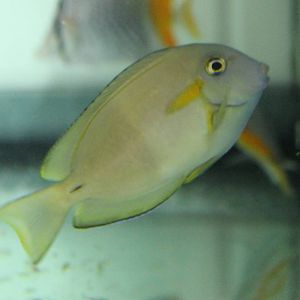 Orange-band Surgeonfish (Acanthurus olivaceus)