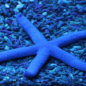 Blue starfish - Linckia laevigata