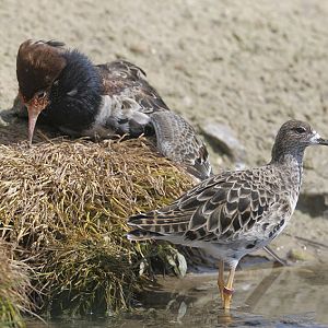 Ruff stressed + reeve unimpressed