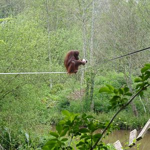 Mali, Bornean Orangutan, May 2016