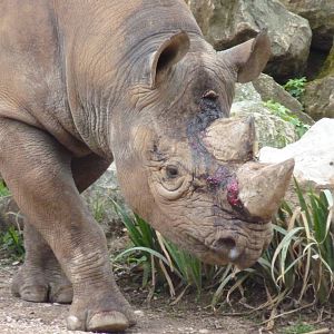Manyara, Black Rhino, May 2016