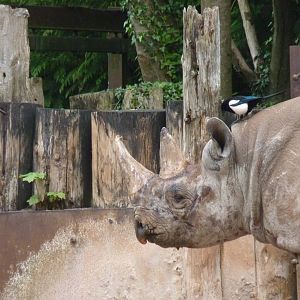 Sita, Black Rhino, May 2016