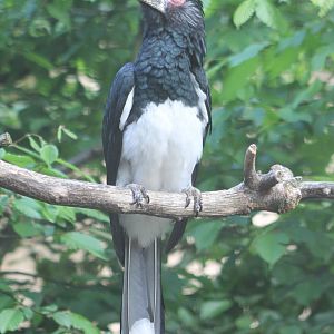 Trumpeter hornbill