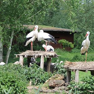 White storks