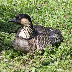 Hawaii goose